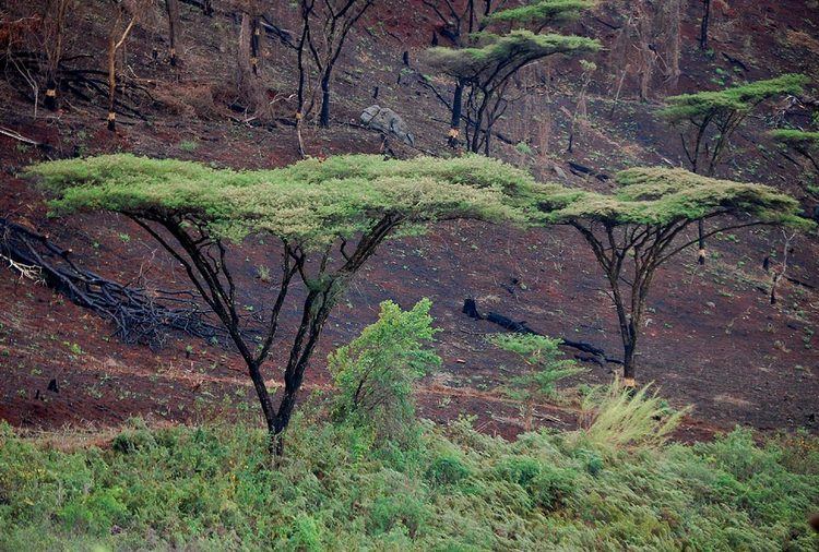 Vachellia abyssinica image