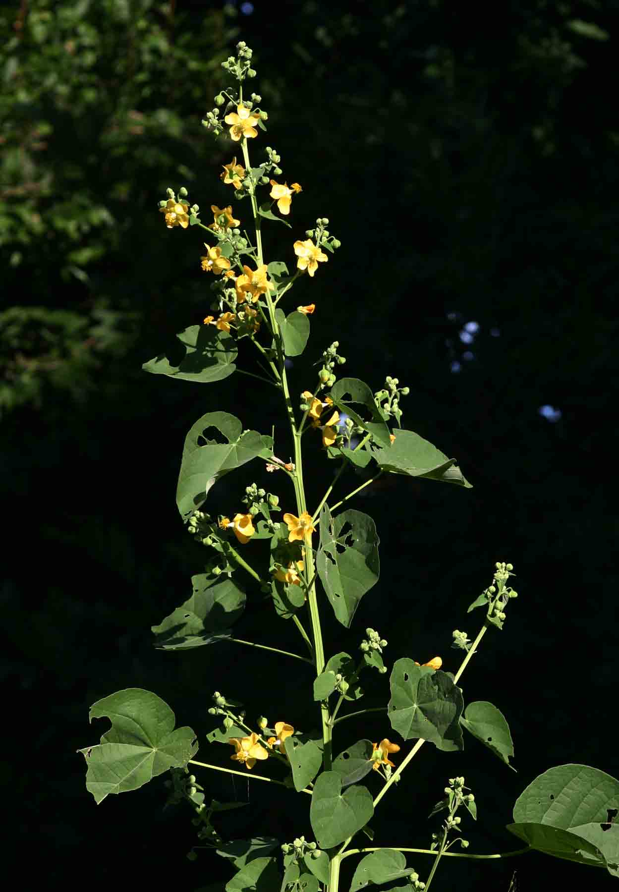 Abutilon angulatum image