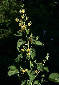 Image of Abutilon angulatum