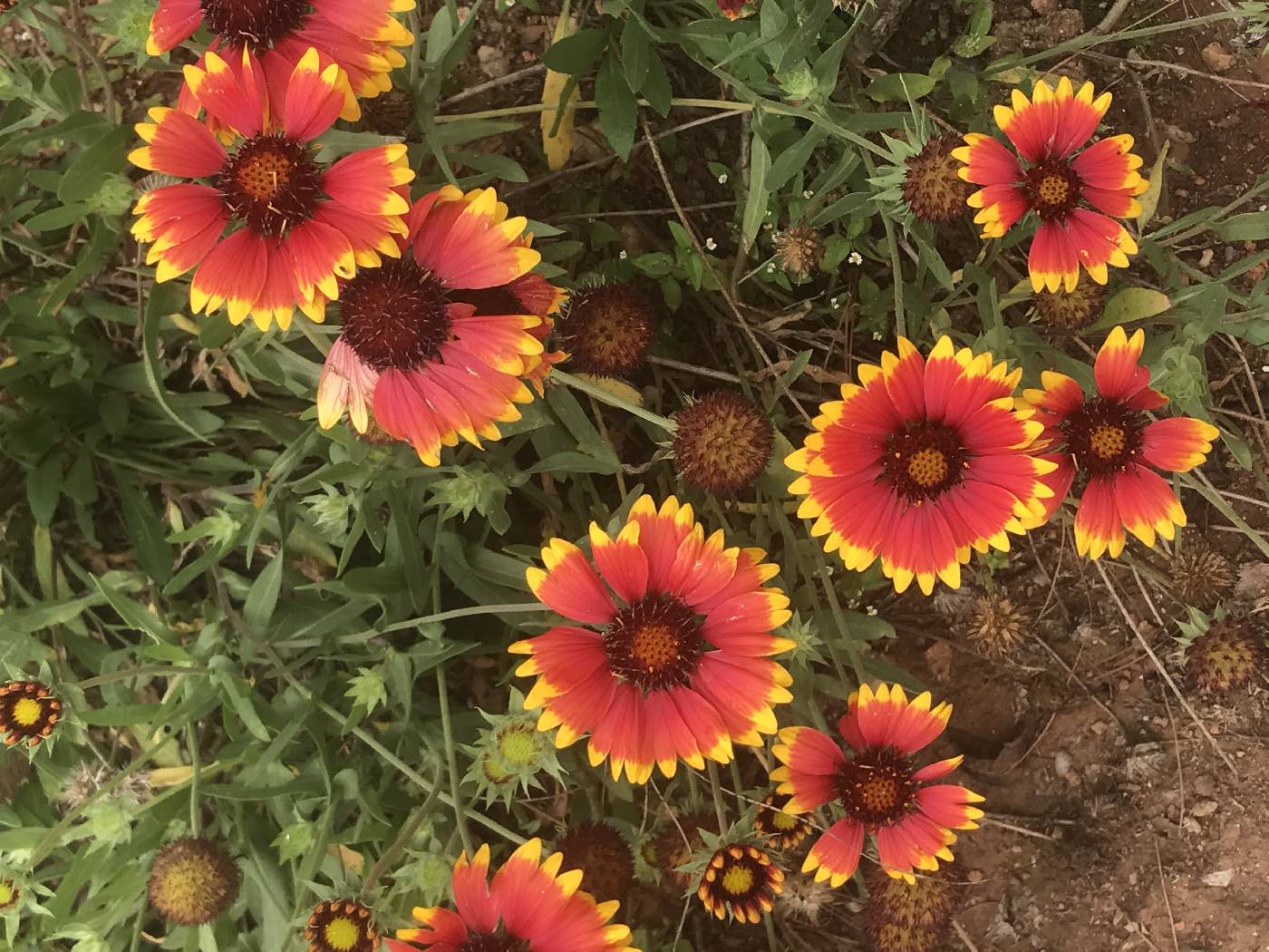 Gaillardia pulchella image