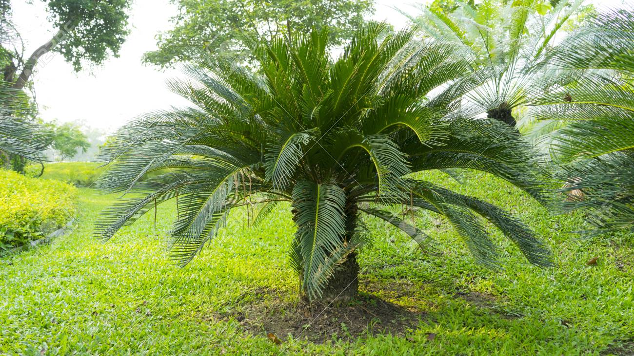 Cycas circinalis image