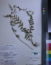 Image of Asplenium abyssinicum